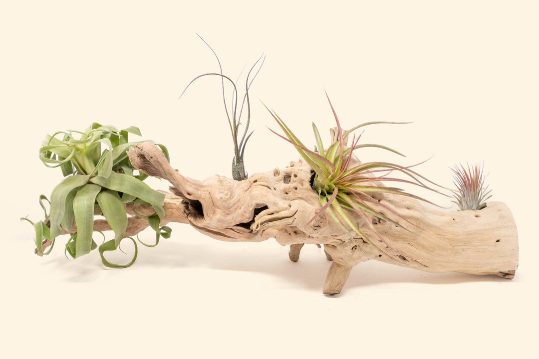 air plants mounted on driftwood Sandblasted Grapevine Wood with Custom Tillandsia Air Plants
