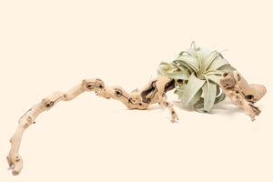 Sandblasted Grapevine Wood [Large Multi-Branch Size + Tillandsia Xerographica]