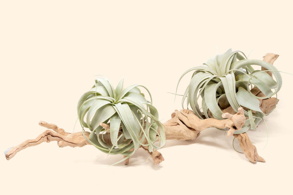 large multi-branch grapewood with two tillandsia xerographica air plants