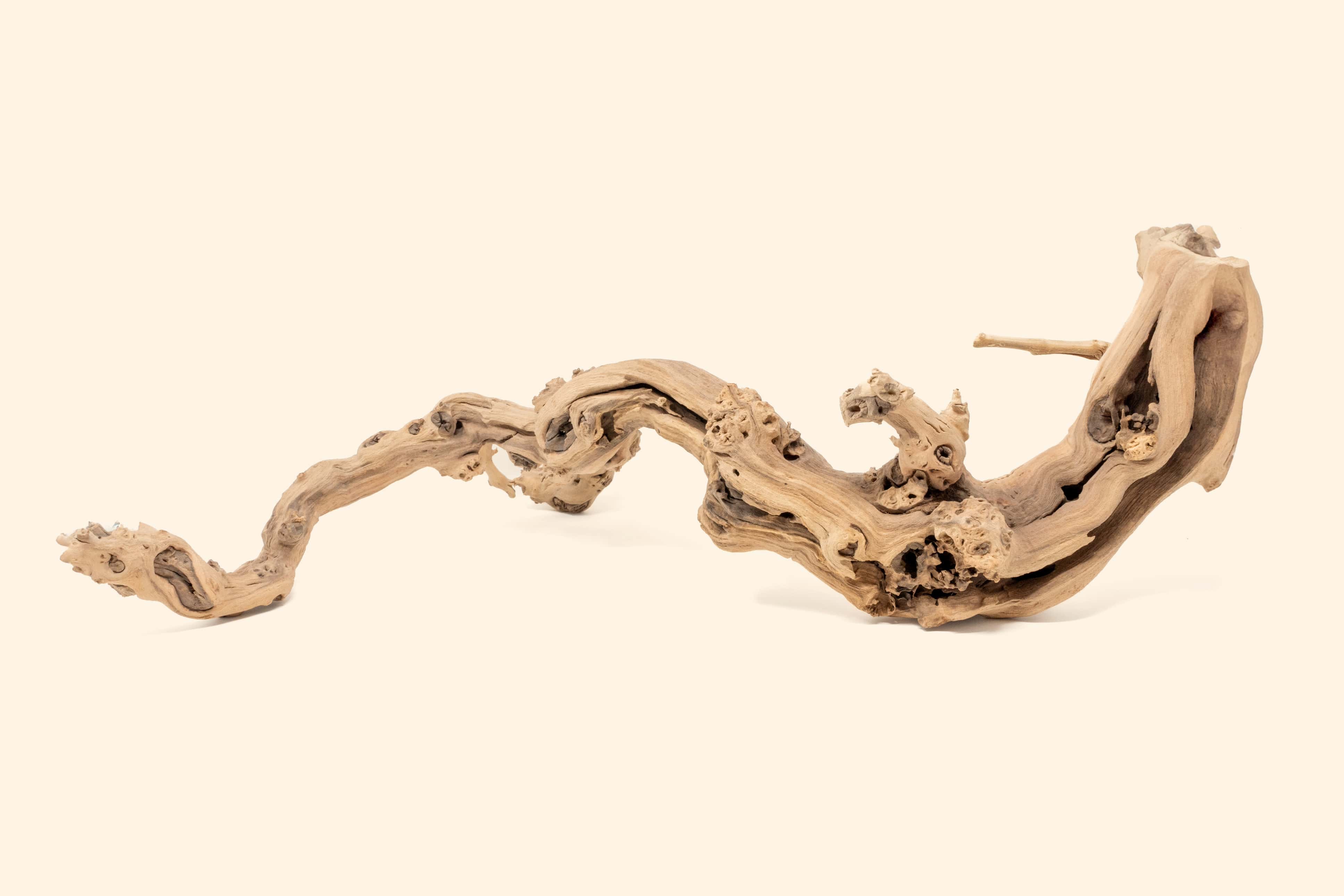 Sandblasted Grapevine Wood [Large Size + Tillandsia Xerographica
