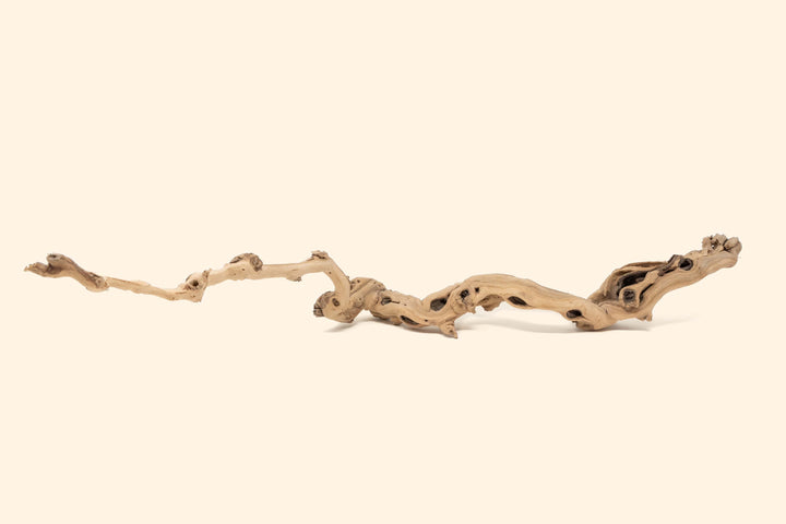 medium single branch grapewood display