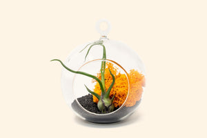 Hanging Halloween Terrarium with Flat Bottom & Bulbosa Guatemala