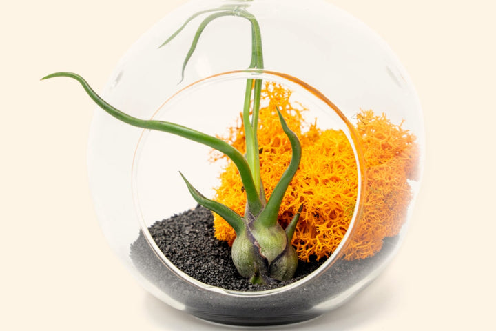 Wholesale:Hanging Halloween Terrarium with Flat Bottom & Bulbosa Guatemala [Min Order 12]