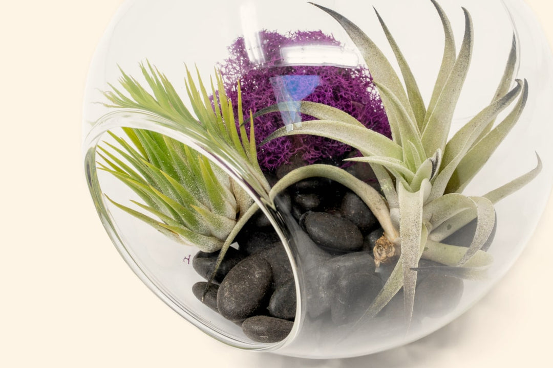 Wholesale: Large Halloween Terrarium with Black Color-Enhanced Harrisii [Min Order 12]