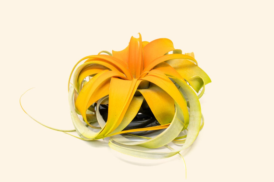 color enhanced orange tillandsia xerographica air plant