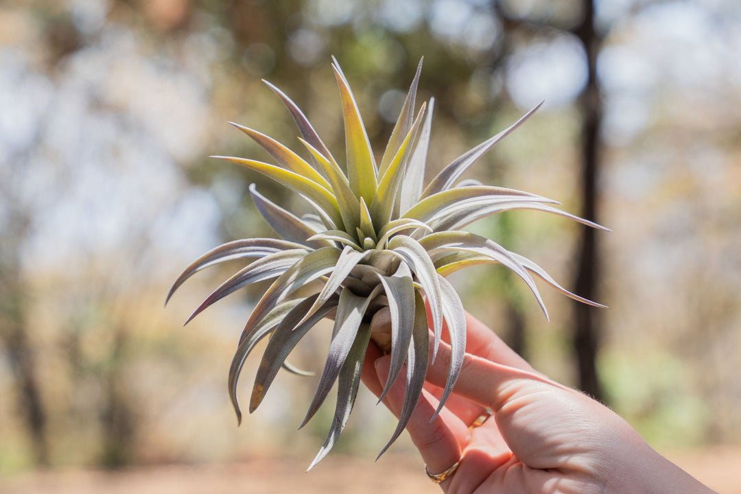 hand holding a tillandsia harrisii air plant