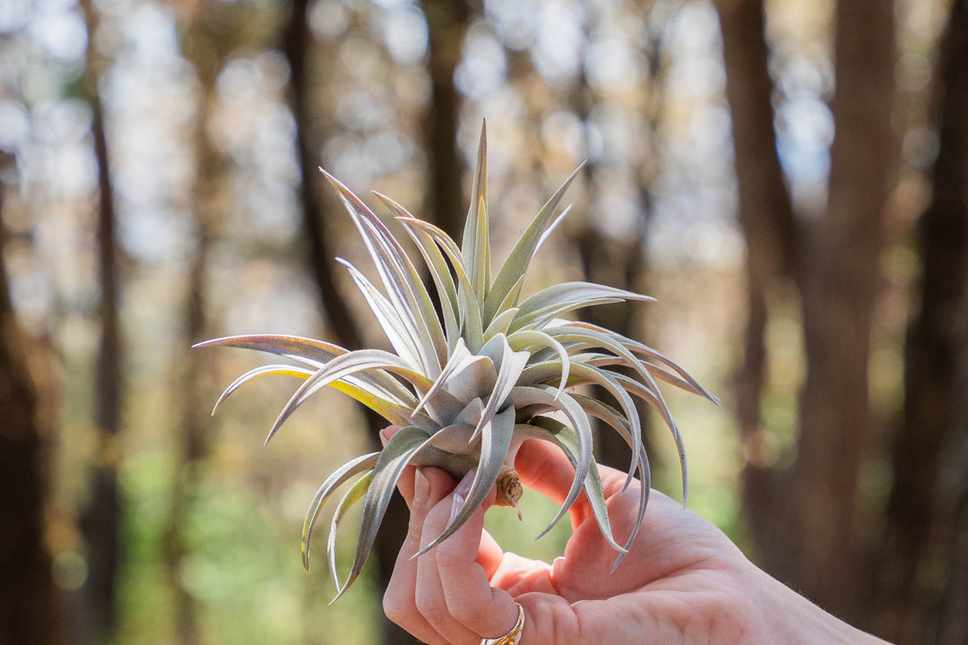 hand holding a tillandsia harrisii air plant