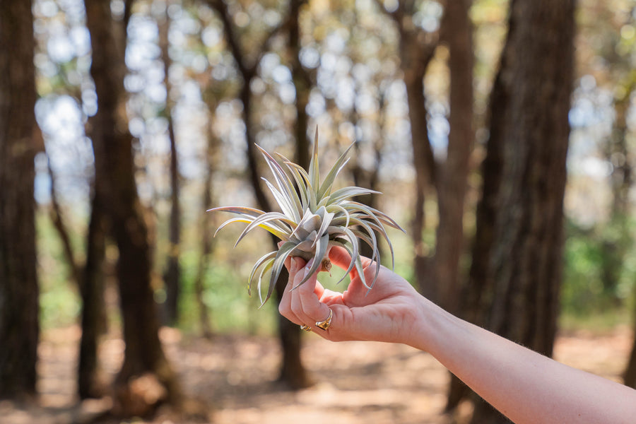 hand holding a tillandsia harrisii air plant