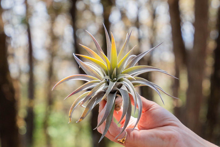 hand holding a tillandsia harrisii air plant