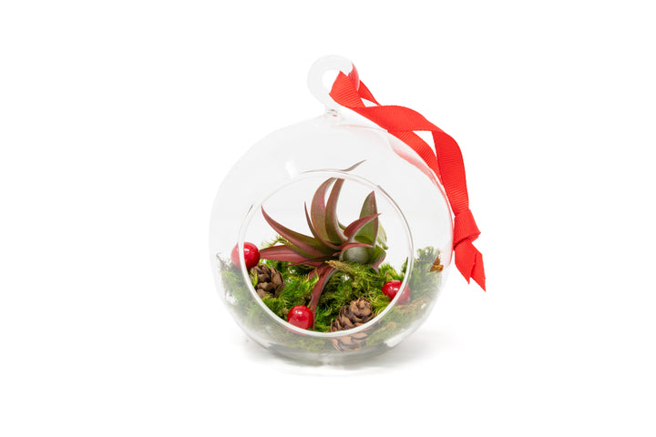 Hanging Festive Forest Tillandsia Air Plant Terrarium with Flat Bottom - Includes Mood Moss, Pinecones, Ribbon & Custom Air Plant