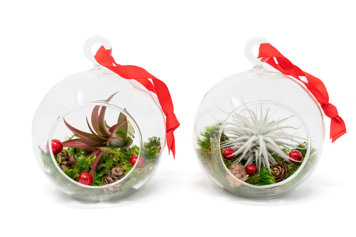 Hanging Festive Forest Tillandsia Air Plant Terrarium with Flat Bottom - Includes Mood Moss, Pinecones, Ribbon & Custom Air Plant