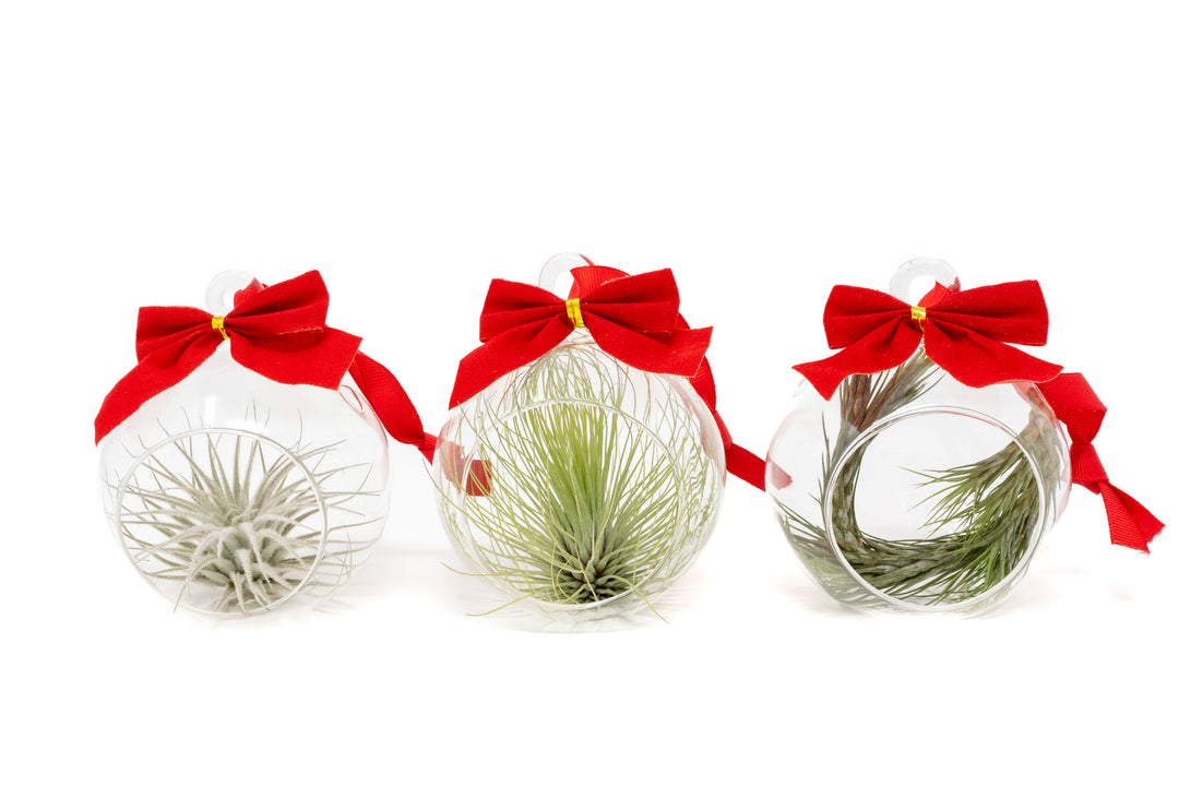 Mini Velvet Bow Terrarium with Tillandsia Air Plant [Set of 3]