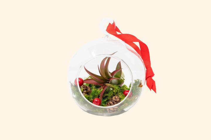 Wholesale: Hanging Festive Forest Tillandsia Air Plant Terrarium with Flat Bottom - Includes Mood Moss, Pinecones, Ribbon & Air Plant [Min Order 12]