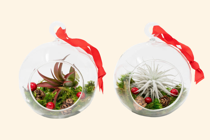 Wholesale: Hanging Festive Forest Tillandsia Air Plant Terrarium with Flat Bottom - Includes Mood Moss, Pinecones, Ribbon & Air Plant [Min Order 12]