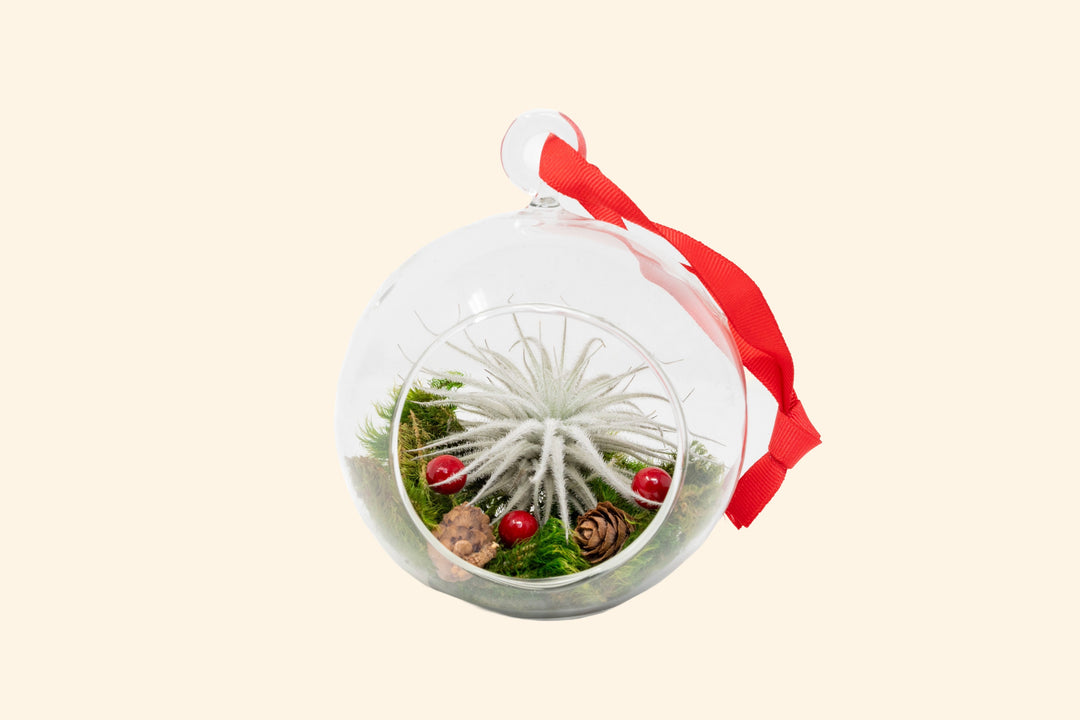 Wholesale: Hanging Festive Forest Tillandsia Air Plant Terrarium with Flat Bottom - Includes Mood Moss, Pinecones, Ribbon & Air Plant [Min Order 12]