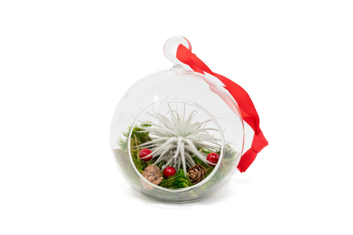 Wholesale: Hanging Festive Forest Tillandsia Air Plant Terrarium with Flat Bottom - Includes Mood Moss, Pinecones, Ribbon & Air Plant [Min Order 12]