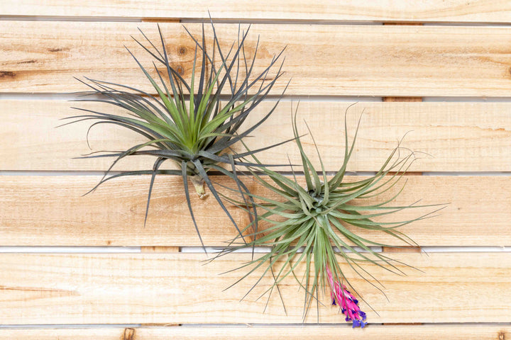 two tillandsia stricta air plants, one blooming