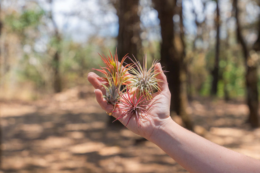 hand holding an assortment of blushing tillandsia ionantha air plants