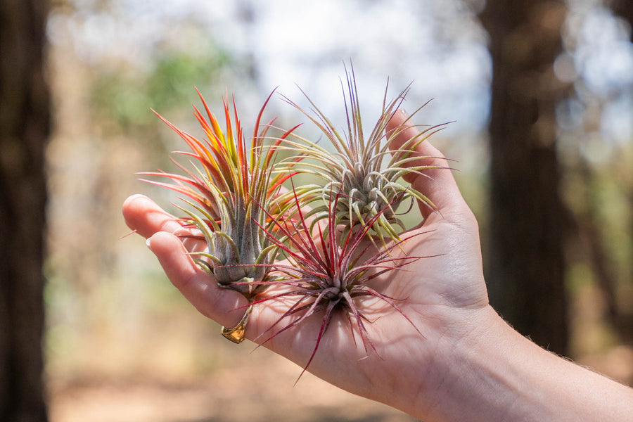 hand holding an assortment of tillandsia ionantha air plants