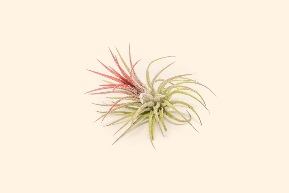 Tillandisa Air Plant Ionantha Fuego