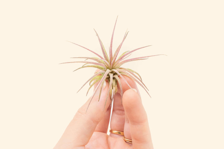 fuego air plant Tillandsia Ionantha Fuego Air Plants – Air Plant Shop