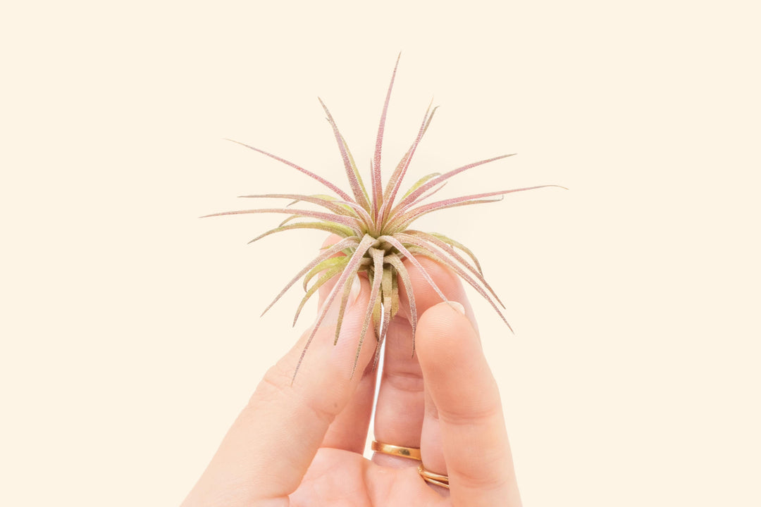 Tillandisa Air Plant Ionantha Fuego