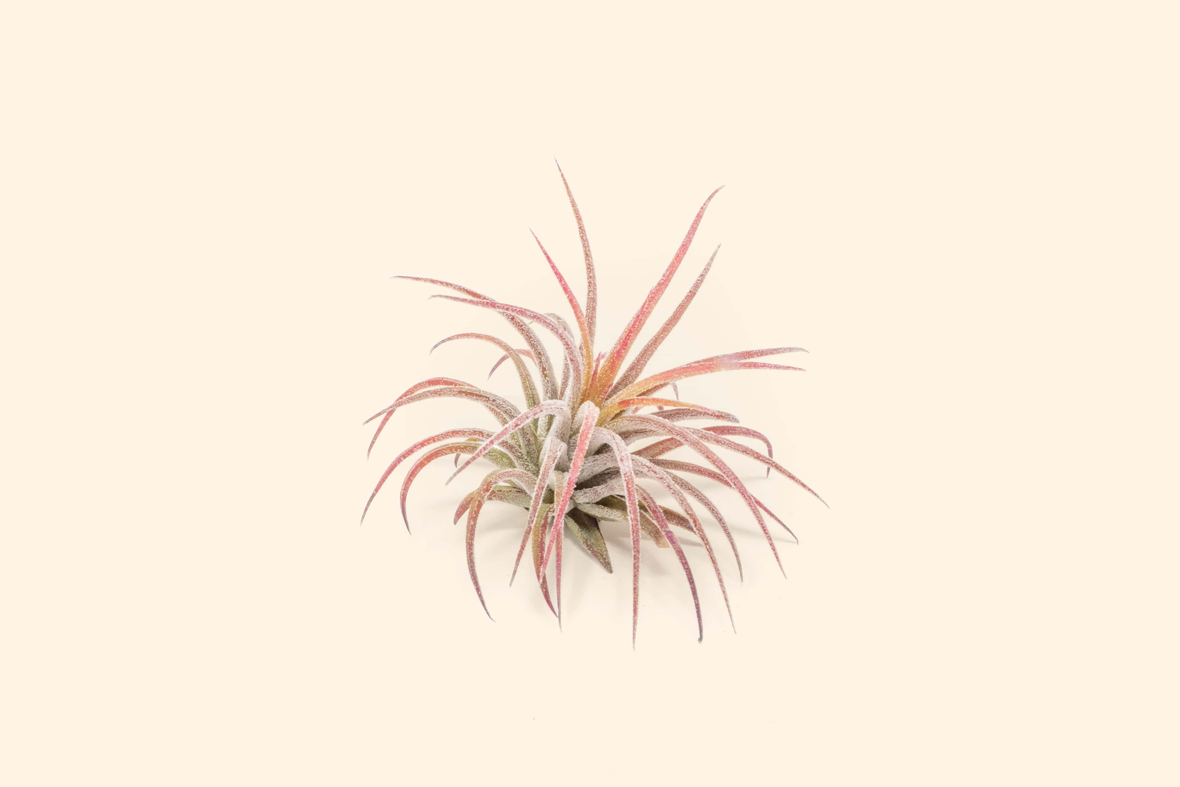 Wholesale Tillandsia Ionantha Fuego Air Plants – Air Plant Shop