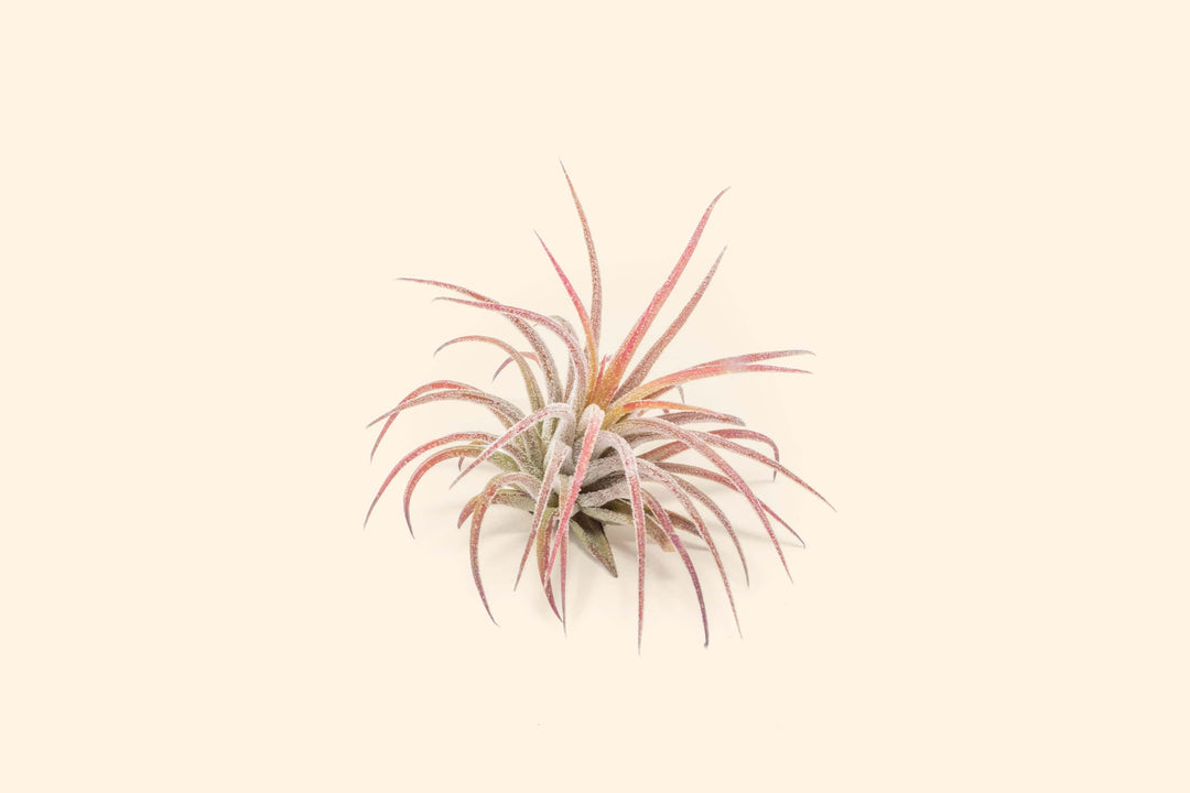 Tillandisa Air Plant Ionantha Fuego