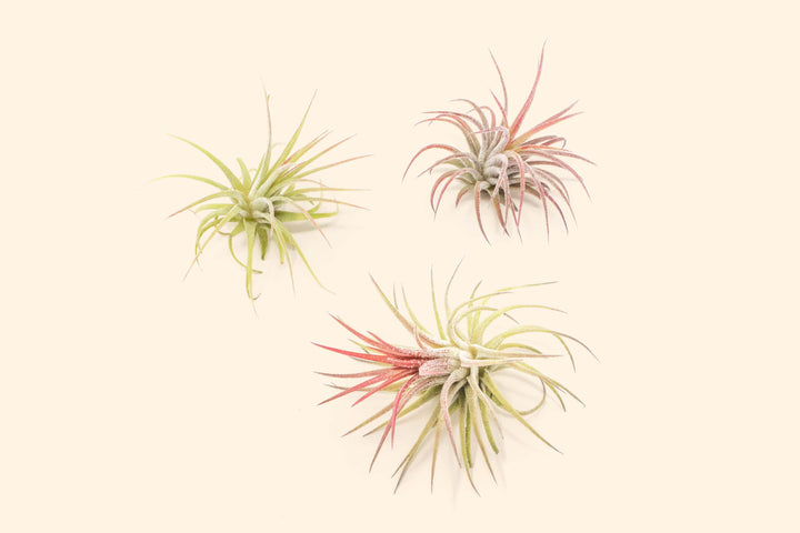 Tillandisa Air Plant Ionantha Fuego