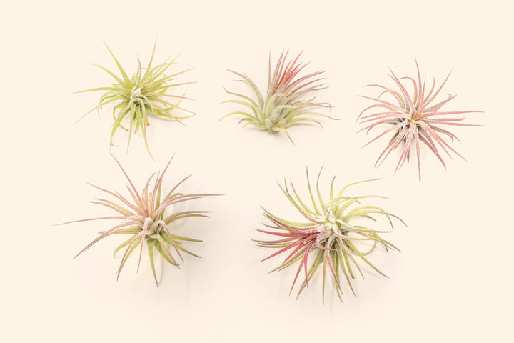 Tillandisa Air Plant Ionantha Fuego