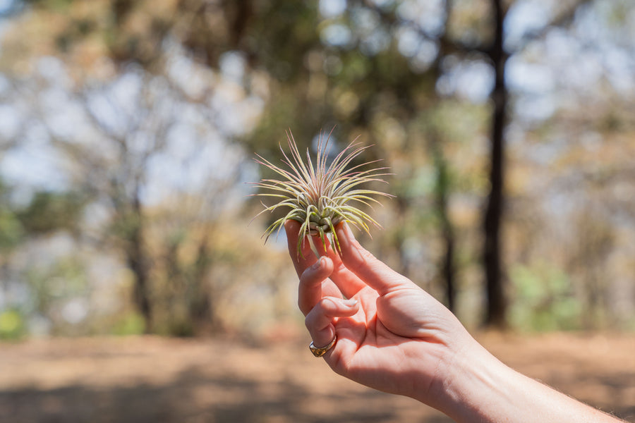 hand holding xl tillandsia ionantha guatemala air plant