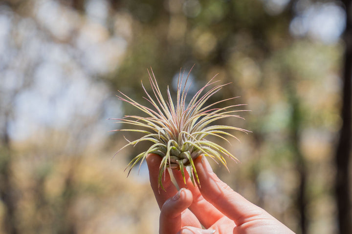hand holding a tillandsia ionantha guatemala air plant