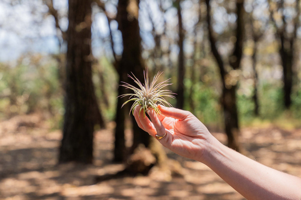 hand holding xl tillandsia ionantha guatemala air plant