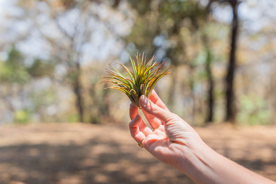hand holding a blushing tillandsia ionantha huamelula air plant