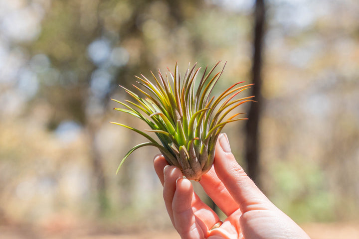 hand holding a tillandsia ionantha huamelula air plant