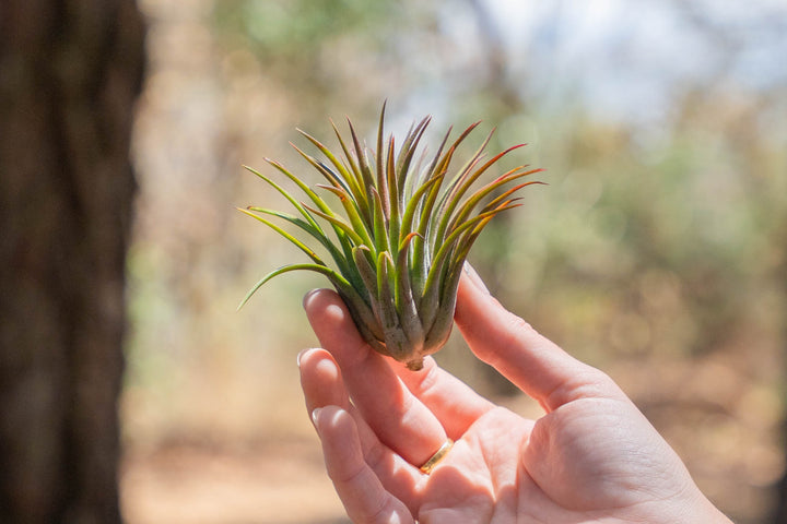 hand holding a tillandsia huamelula air plant