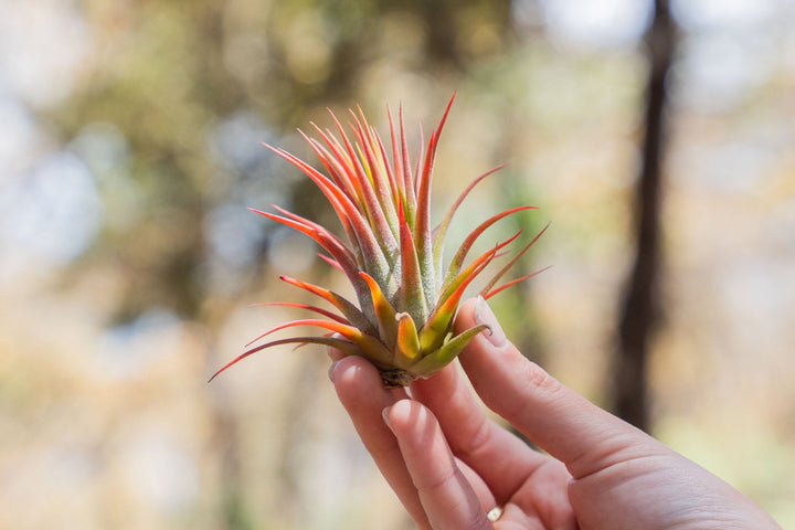 hand holding a blushing tillandsia rubra air plant