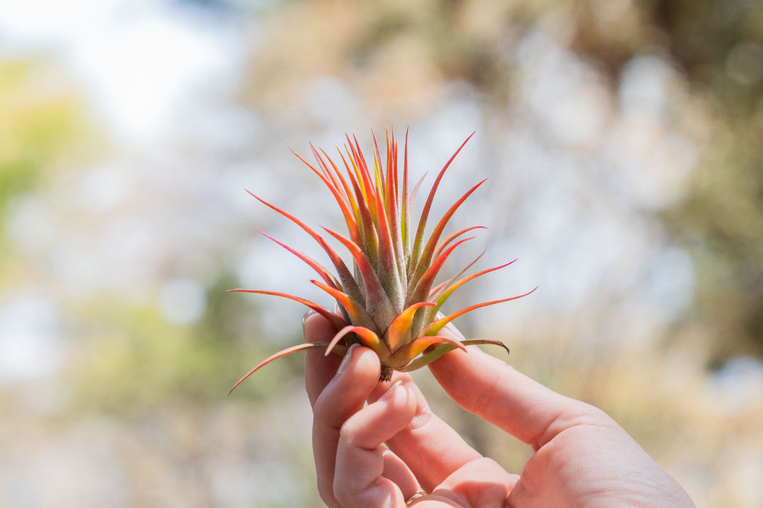 hand holding a large blushing tillandsia ionantha rubra air plant