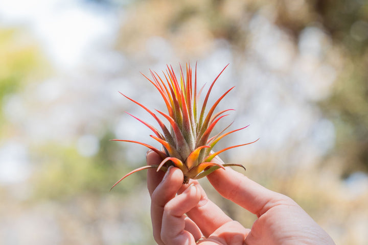 hand holding a large blushing tillandsia ionantha rubra air plant