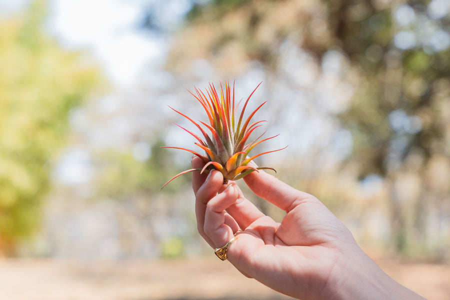 hand holding a large blushing tillandsia ionantha rubra air plant