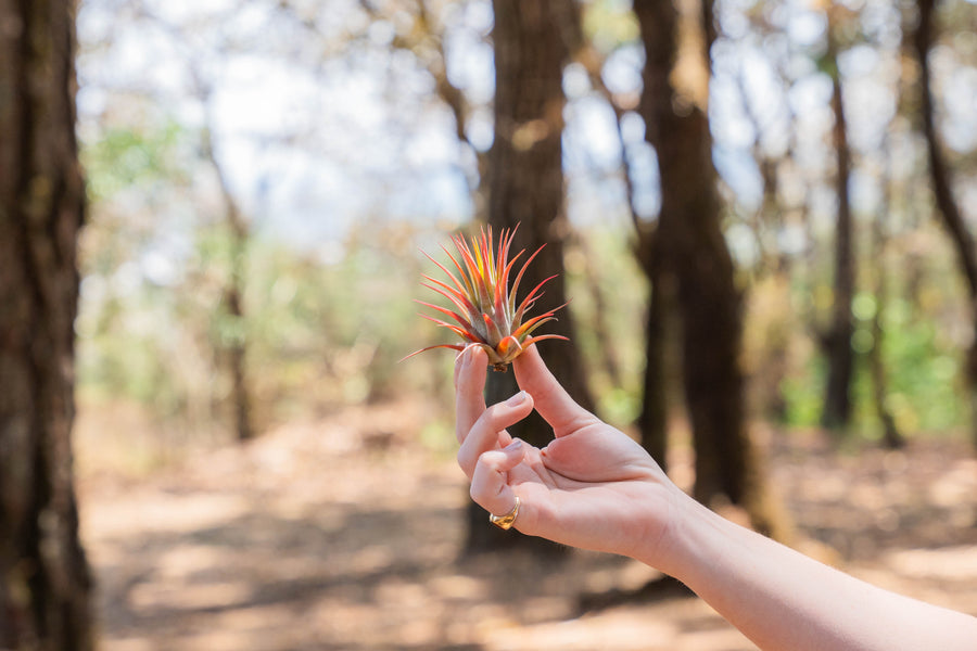 hand holding a large blushing tillandsia ionantha rubra air plant
