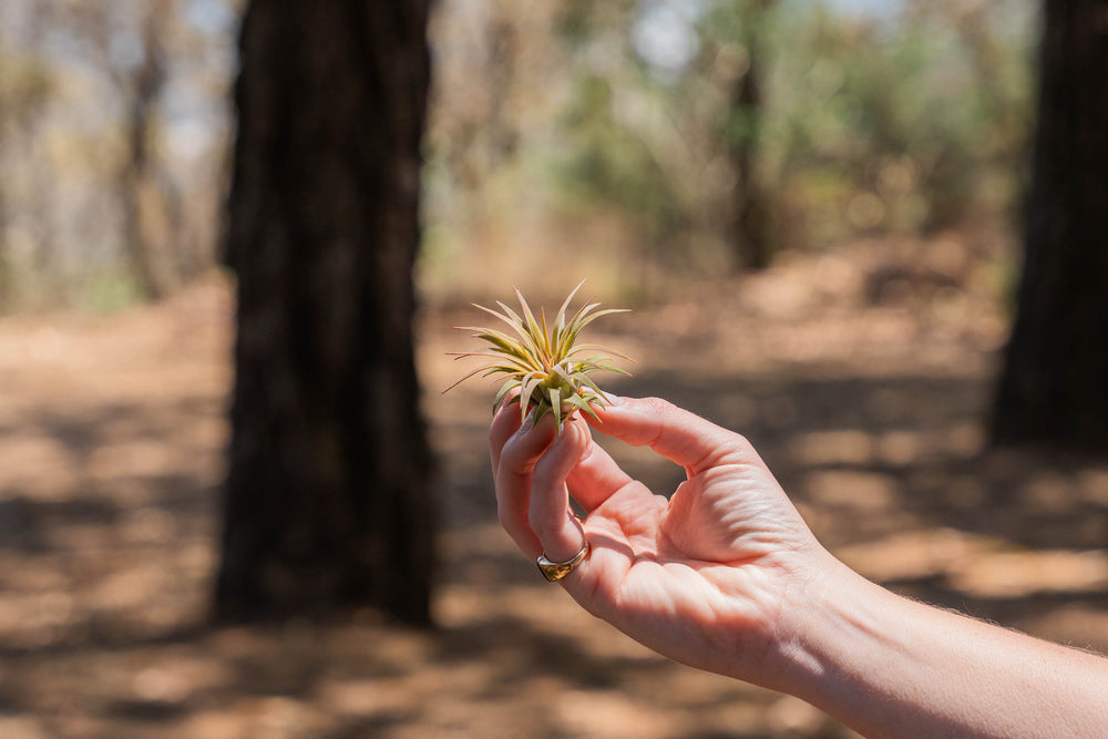 hand holding a tillandsia ionantha rubra air plant