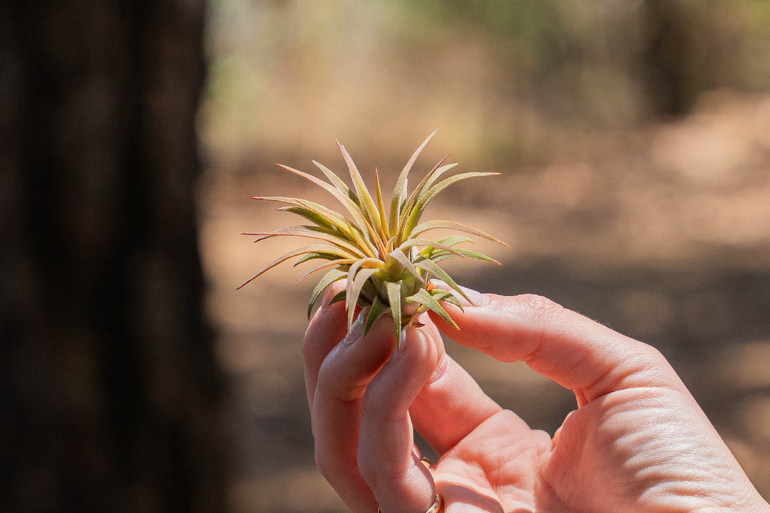 hand holding a tillandsia ionantha rubra air plant
