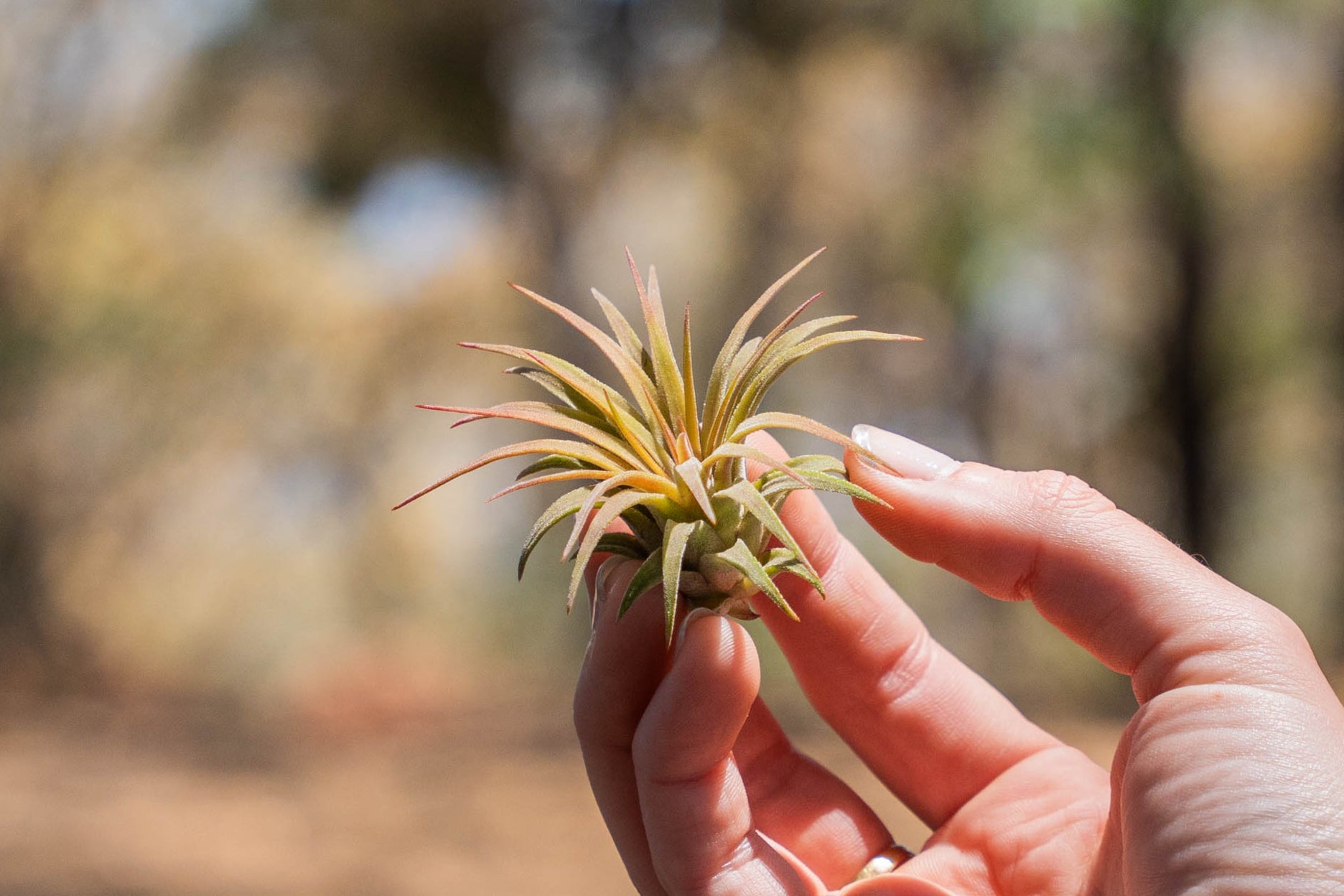 Tillandsia Ionantha Rubra Air Plants [Single Plant] – Air Plant Shop