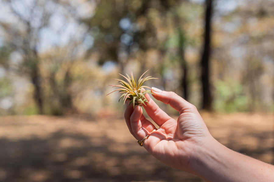 hand holding a tillandsia ionantha rubra air plant