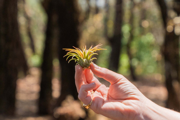 hand holding a small tillandsia ionantha rubra air plant