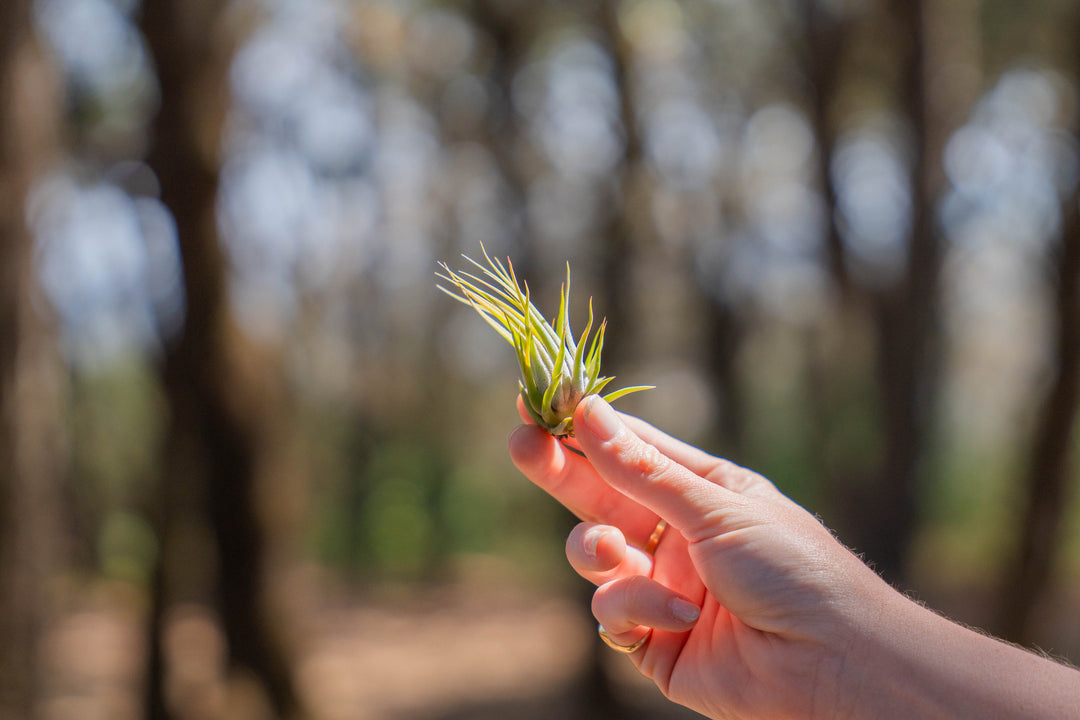 hand holding a tillandsia ionantha scaposa air plant