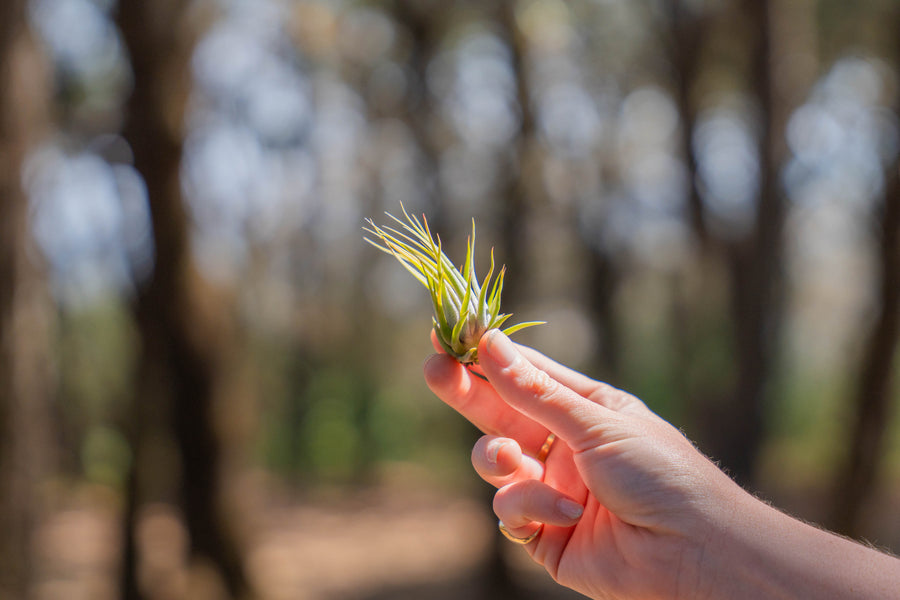hand holding a tillandsia ionantha scaposa air plant