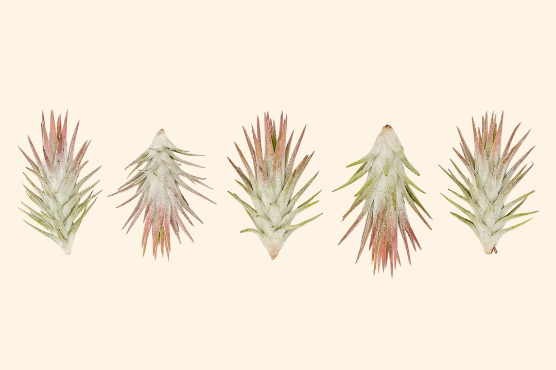 Wholesale: Tillandsia Ionantha Vanhyningii Air Plant [Min Order 12]