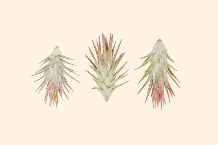 Wholesale: Tillandsia Ionantha Vanhyningii Air Plant [Min Order 12]